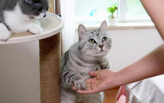 猫打疫苗多少钱