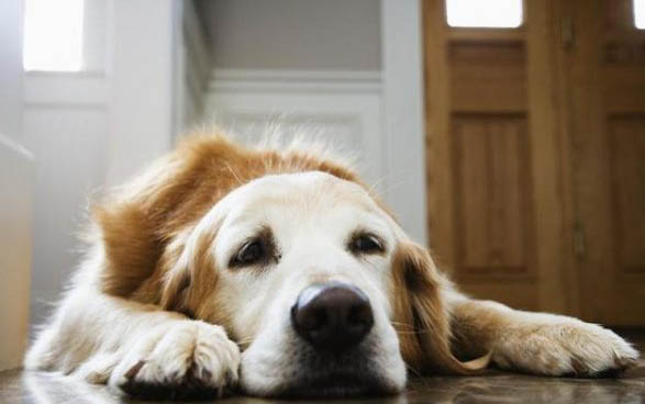 犬瘟好了一个月又复发了怎么回事