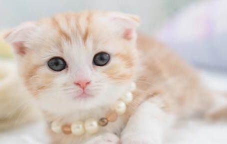 水肤宁喷雾可以治疗猫癣