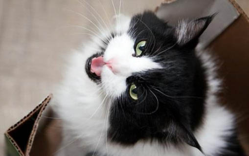 猫咪舌头在外面还流血怎么回事