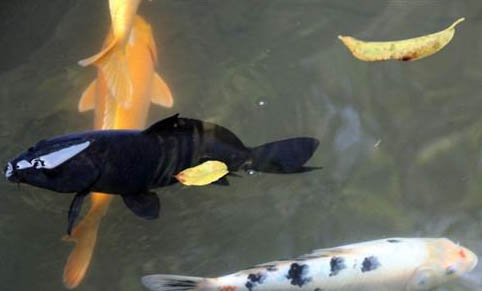 热带鱼尾巴烂了怎么办