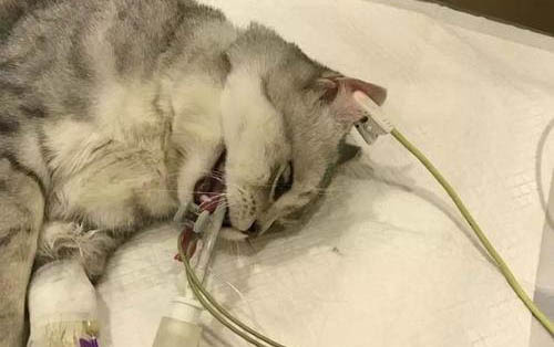 一般猫咪绝育后呕吐会持续多久