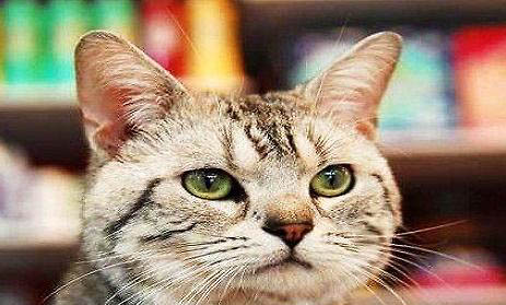 欧洲短毛猫性格特点