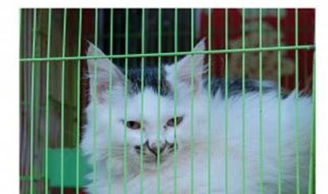 小猫肚子咕噜咕噜响