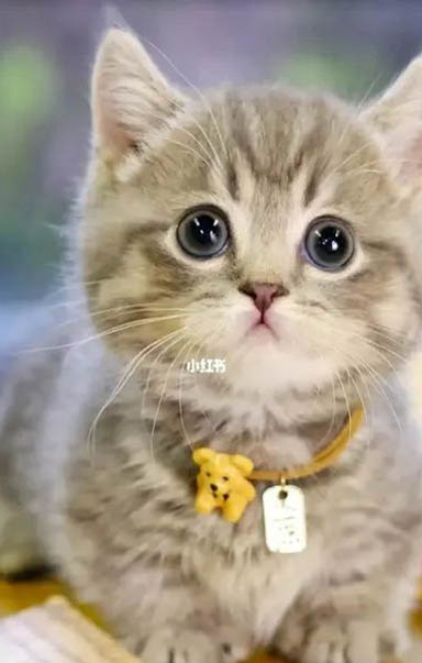 猫咪洗澡多少钱