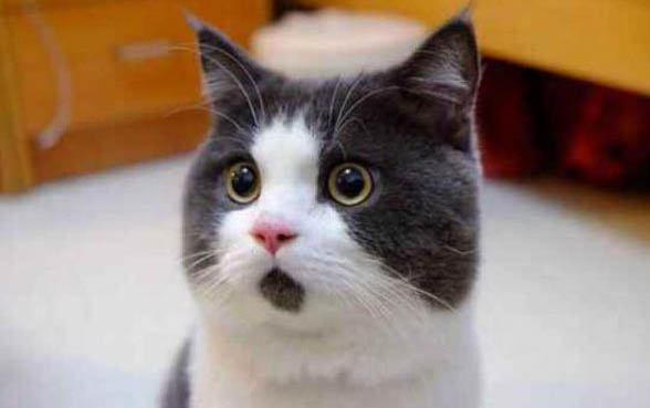 刚满月的小猫不吃不喝是怎么回事