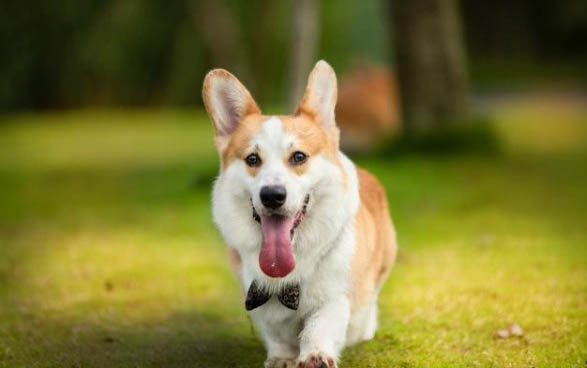 狗狗身上长蜱虫了怎么办