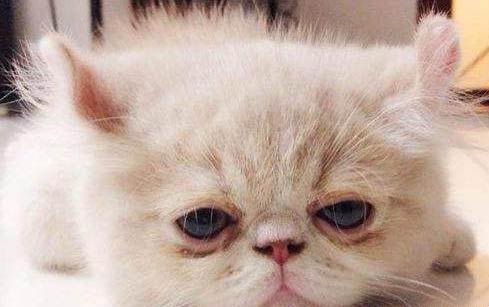 看着猫的眼睛猫会攻击人
