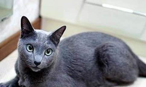 科拉特猫为什么吃不胖