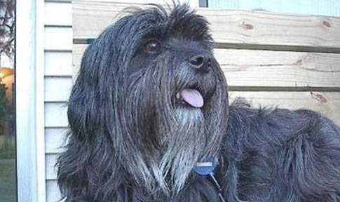 拉萨犬细小病原体及处理方法