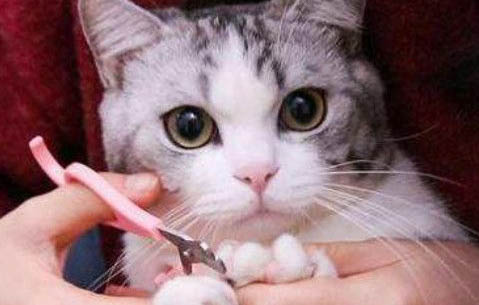 得了猫癣怎么办啊