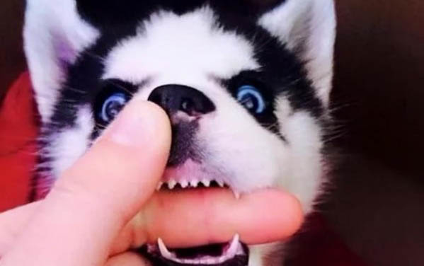 狗狗不吃东西怎么办还吐