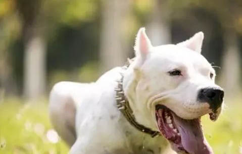 杜高犬怎么训练?