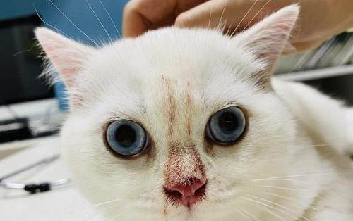 小猫嘴巴臭臭的原因及处理方法