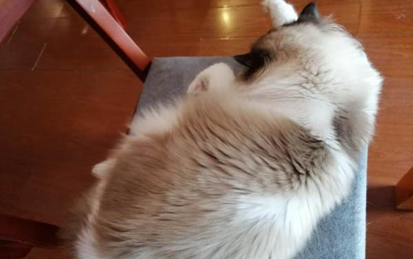 小猫出生多久排便