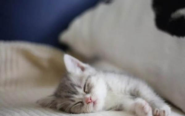 小猫出生五个月打疫苗晚了吧