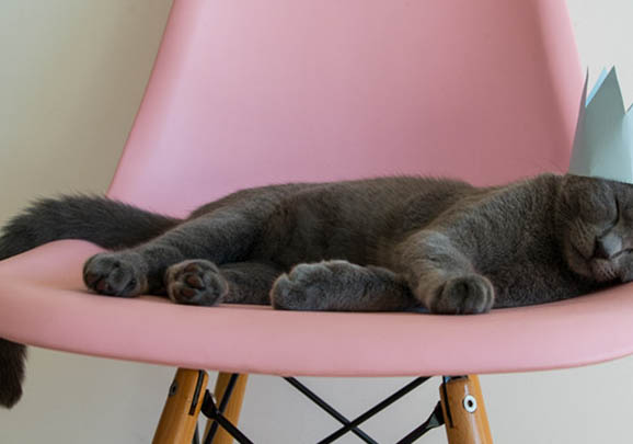 卡尔特猫只尿不拉的原因及处理方法