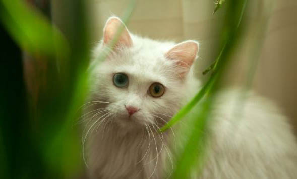 猫得病会传染给人吗