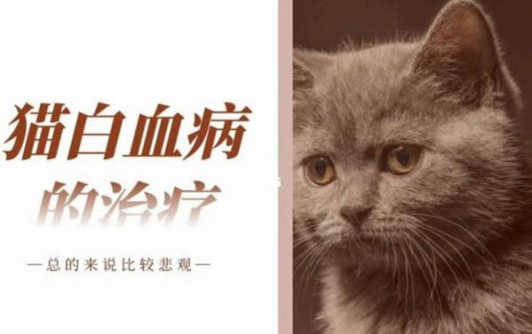 2个月的小猫吐了是什么原因引起的