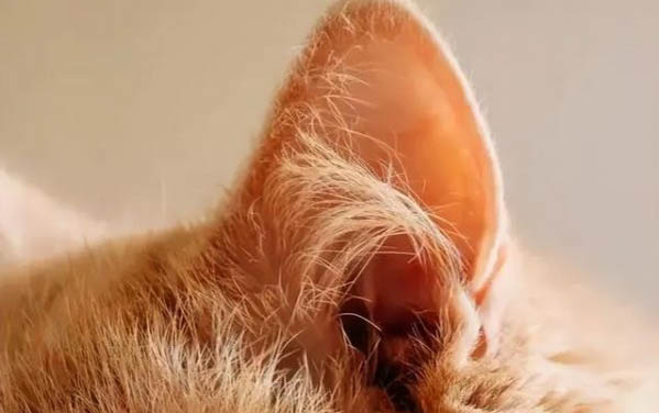 猫蚊香中毒需要多久可以自己解?