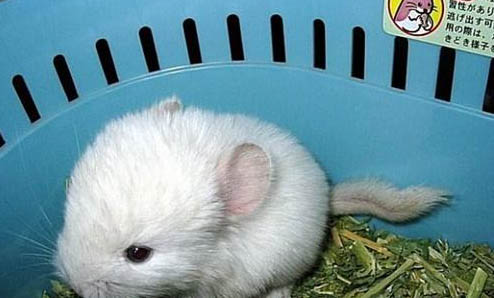 怎么训练龙猫上厕所