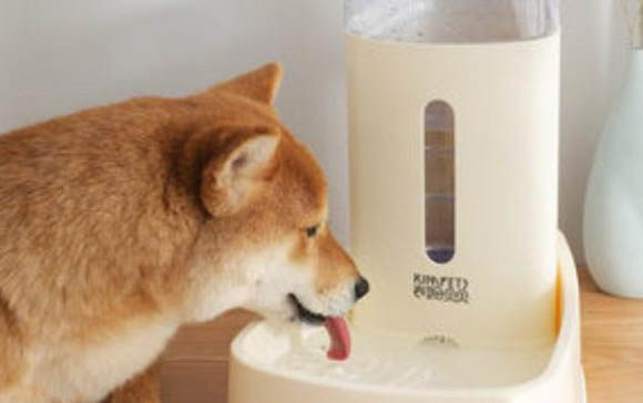 一般狗狗得狂犬病能活多久