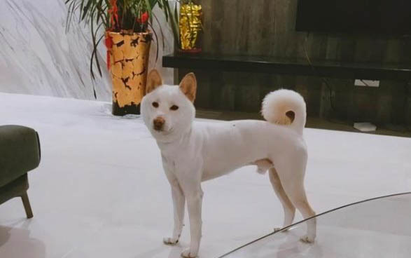 巴哥犬和斗牛犬的区别是什么