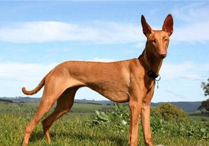 法老王猎犬为何坐着睡觉