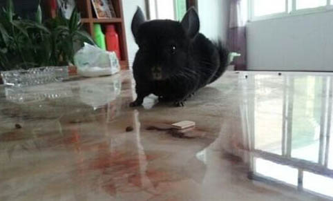 为什么不建议养龙猫