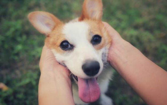 狗狗丢了半个月还能找到吗