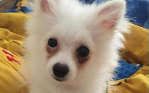 博美犬子宫蓄脓能活多久