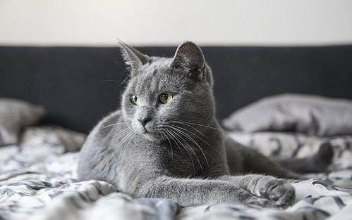 刚买的小猫晚上一直叫怎么办