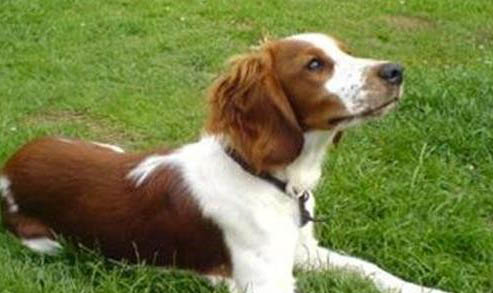 威尔士柯基犬的优缺点有哪些