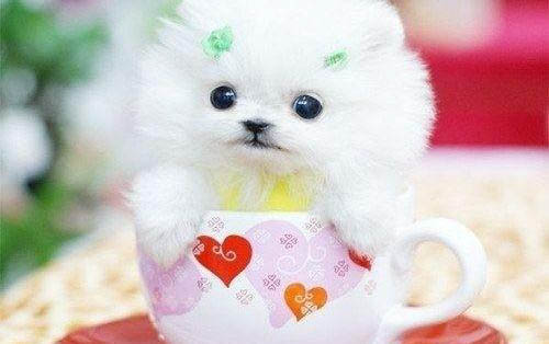 迷你贵宾犬的价格是多少钱一只