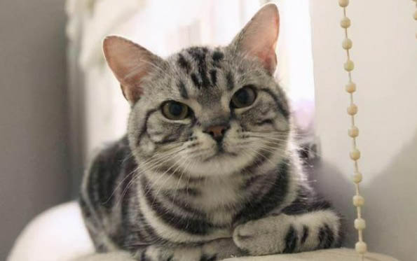 猫得病会传染给人吗