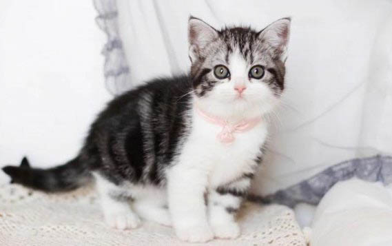 猫咪羊奶粉泡了多久就不能喝了