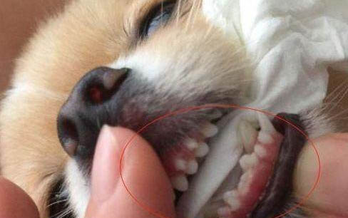 狗狗有必要打八联吗