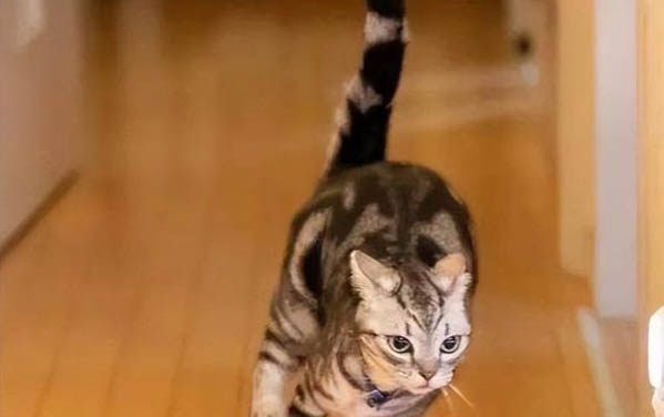 小猫多久喝一次水