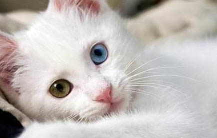 怎么训练猫在猫砂盆里上厕所