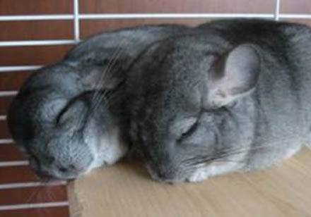 龙猫前腿骨折症状