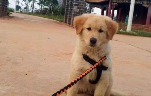 幼犬晚上要开灯吗