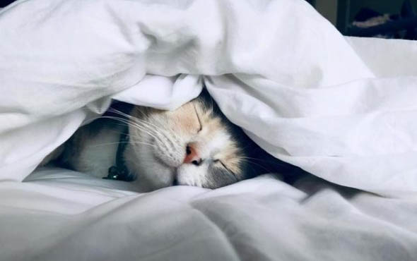 猫可不可以喝椰奶
