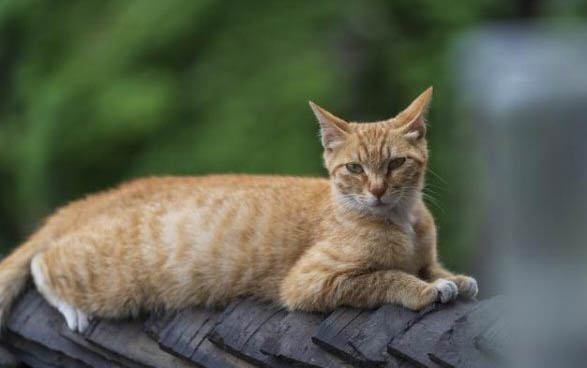 猫细小怎么治 有哪些症状