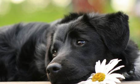 黑色拉布拉多犬的价格是多少钱一只