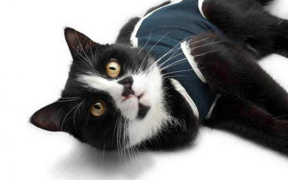 猫咪突然单只眼睛红肿打喷嚏怎么回事