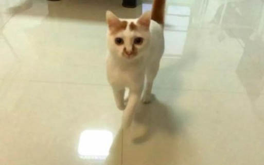 一岁半猫猫咪得了猫瘟都有什么症状
