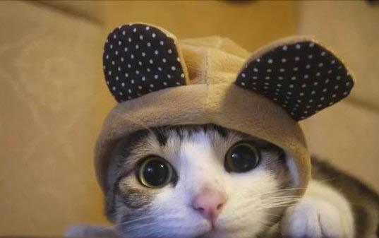 小猫几个月开始打疫苗?