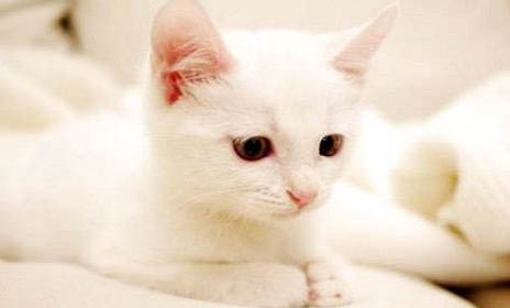 土猫适合当宠物吗为什么