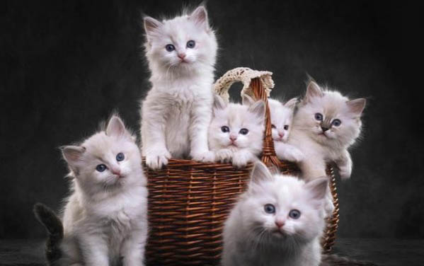 猫有结石尿不出来怎么办吃什么药