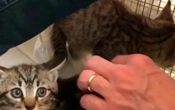 猫咪呕吐物有血水怎么回事